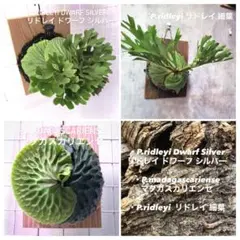 2025年最新】ビカクシダ マダガスカリエンセの人気アイテム - メルカリ