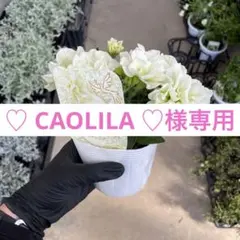♡ CAOLILA ♡様専用