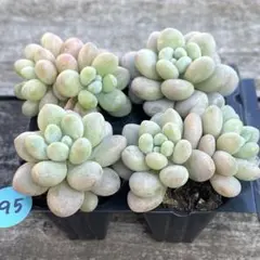 石ころ様 リクエスト 2点 まとめ商品