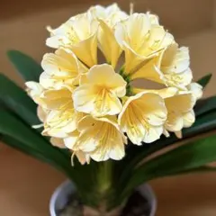 2026年最新】黄花君子蘭の人気アイテム - メルカリ