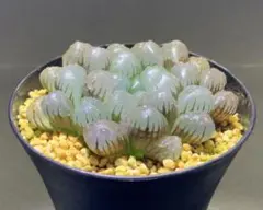 多肉植物　ハオルチア 『紫オブツーサ』　60mm. No.32