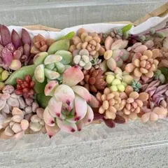 ＼ S.Rママ★様確認用 ／ ★おまとめ4点★【多肉弁当】寄せ植えパック
