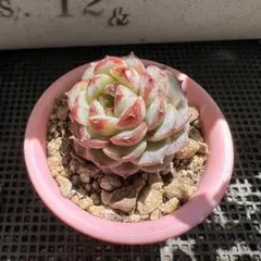 多肉植物 キャラメルスプライト ◇土付き◇ - メルカリ