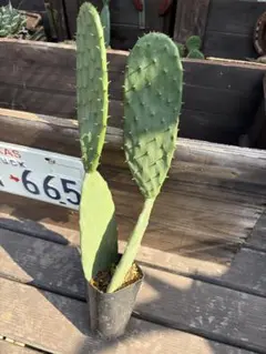 輸入苗 opuntia grandiskk 1985 オプンチア サボテン 多肉 - メルカリ