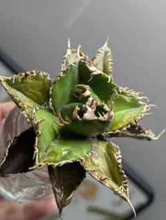 2026年最新】アガベ チタノタ 金剛の人気アイテム - メルカリ