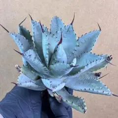 アガベ ホリダ 極上株 極上強刺 Agave horrida 球状株 - メルカリ