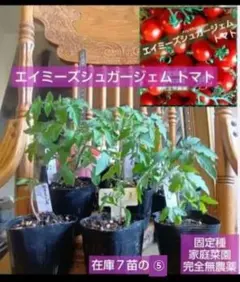 固定種✳️エイミーズシュガージェム トマト✳️１苗