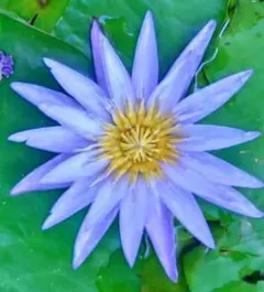 2026年最新】熱帯睡蓮の人気アイテム - メルカリ