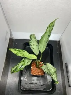 2026年最新】アグラオネマ ピクタムの人気アイテム - メルカリ