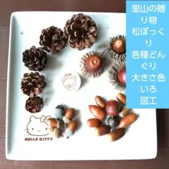 里山の贈り物　松ぼっくり　各種どんぐり　大きさ色ぃろ　図工
