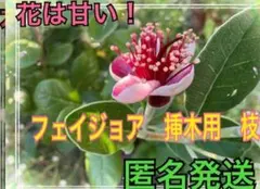 グリーンゲイブルズ様 リクエスト 2点 まとめ商品