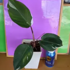 ホマロメナ ルベスケンス斑入りのサムネイル