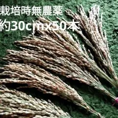 稲穂　ドライ　50本