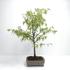 2025年最新】盆栽 杜松の人気アイテム - メルカリ