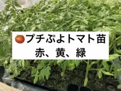 プチぷよ赤、黄、緑　トマト苗 3本！のサムネイル