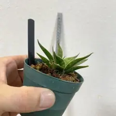 2026年最新】サンスベリア ブラックの人気アイテム - メルカリ