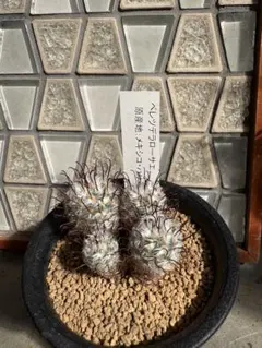 ★専用★ 多肉植物 カランコエ もふもふ兎シリーズ♡ リクエスト5兎♪ ☆専用☆ 多肉植物 カランコエ もふもふ兎シリーズ♡ リクエストの兎
