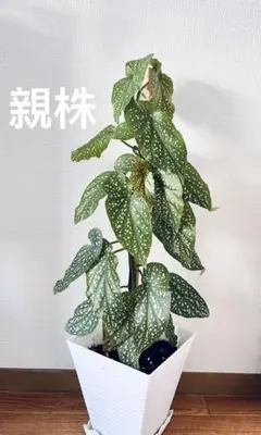 ⭐️希少⭐️ ベゴニア　マクラータ　斑入り　葉挿し用 ⭐️希少⭐️ ベゴニア マクラータ 斑入り 葉挿し用 hyn☆*。様