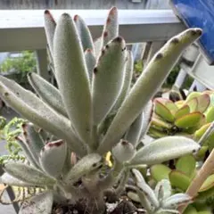 多肉植物 もふもふ可愛い 福兎耳 抜き苗 - メルカリ