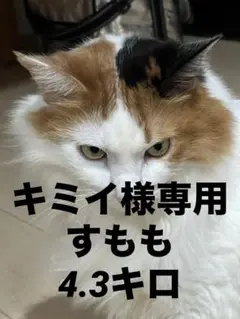 キミイ様専用すもも4.3キロ