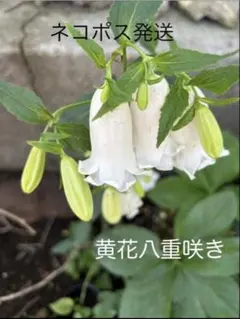 黄花八重ホタルブクロ 苗 山野草 【ネコポス】のサムネイル