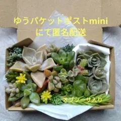 カット苗と根付き苗の詰め合わせ オブツーサ入り