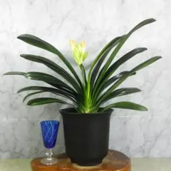 2026年最新】クンシランの人気アイテム - メルカリ