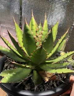 アガベ　ホリダ　agave horridaのサムネイル