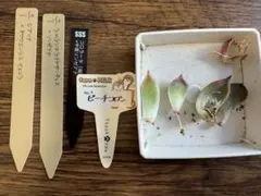2026年最新】中里リンゼアナの人気アイテム - メルカリ