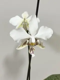 胡蝶蘭 原種 交配種 レア Phalaenopsis stuartiana - メルカリ