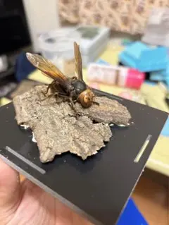 2025年最新】スズメバチ標本の人気アイテム - メルカリ