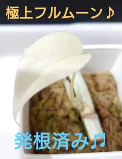 モンステラ茎伏せ成功しっかり発根3苗　そのままメルカリ便で匿名発送 モンステラ茎伏せ成功しっかり発根3苗 そのままメルカリ便で匿名発送