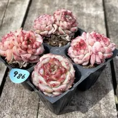 SALE❗️986多肉植物　エケベリア レッドベルベット　抜き苗　4苗セット❣️