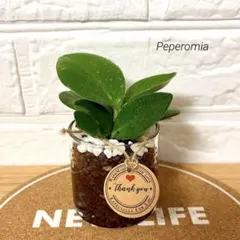 たぬくん様 リクエスト 2点 まとめ商品