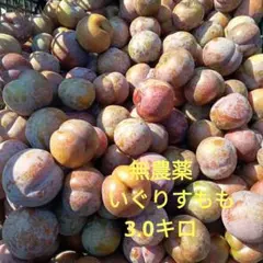 2026年最新】すももがらりの人気アイテム - メルカリ