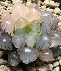 b*a様 多肉植物　ハオルチア　OB-1オブツーサ錦　鮮明錦　極上斑