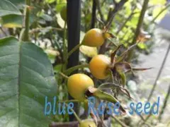 kiwkiw様 リクエスト 3点 まとめ商品