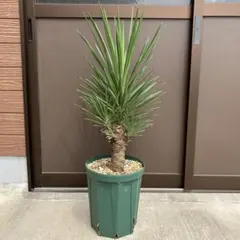 ユッカアロイフォリア★マルチヘッド★極太★オススメ★これは良い★ ユッカアロイフォリア☆マルチヘッド☆極太☆オススメ☆これは