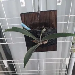 ビカクシダ P. veitchii cv 'Lemoinei'oc - メルカリ