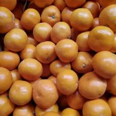 有田みかんSサイズ5キロ