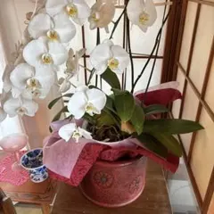 明治時代 桐製 手炙り火鉢 蒔絵・螺鈿細工 梅・椿・竹・南天文様 銅