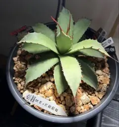 雷帝×妖炎 子株 土田制所産koba plants B.plants Club - メルカリ