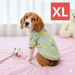 犬服 スウェット　レモン柄　爽やか　可愛い　フルーツ　ブルー　お揃い　中型犬　犬