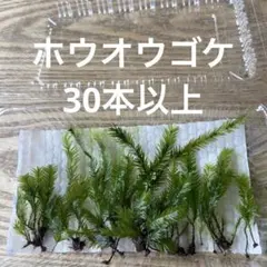 最速✨ヲモロ堂✨即購入OK⭕プロフ必読様 リクエスト 4点 まとめ商品