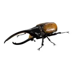 いきもの大図鑑アドバンス　ヘラクレス・タカクワイ