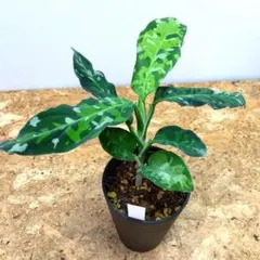 アグラオネ マピクタム トリカラー ‼️美しい迷彩カラー❗️3号鉢ごと