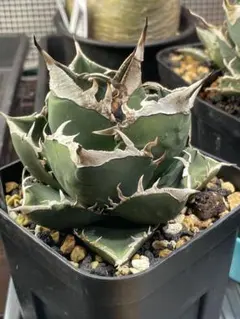 2026年最新】チタノタ sadの人気アイテム - メルカリ