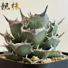 阿修羅子株【A1】/PLANET ROCK PLANTSのサムネイル