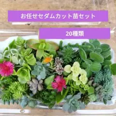 お任せセダムカット苗セット20種類