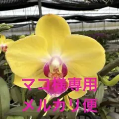 マコ様 メルカリ便　リクエスト 3点 まとめ商品